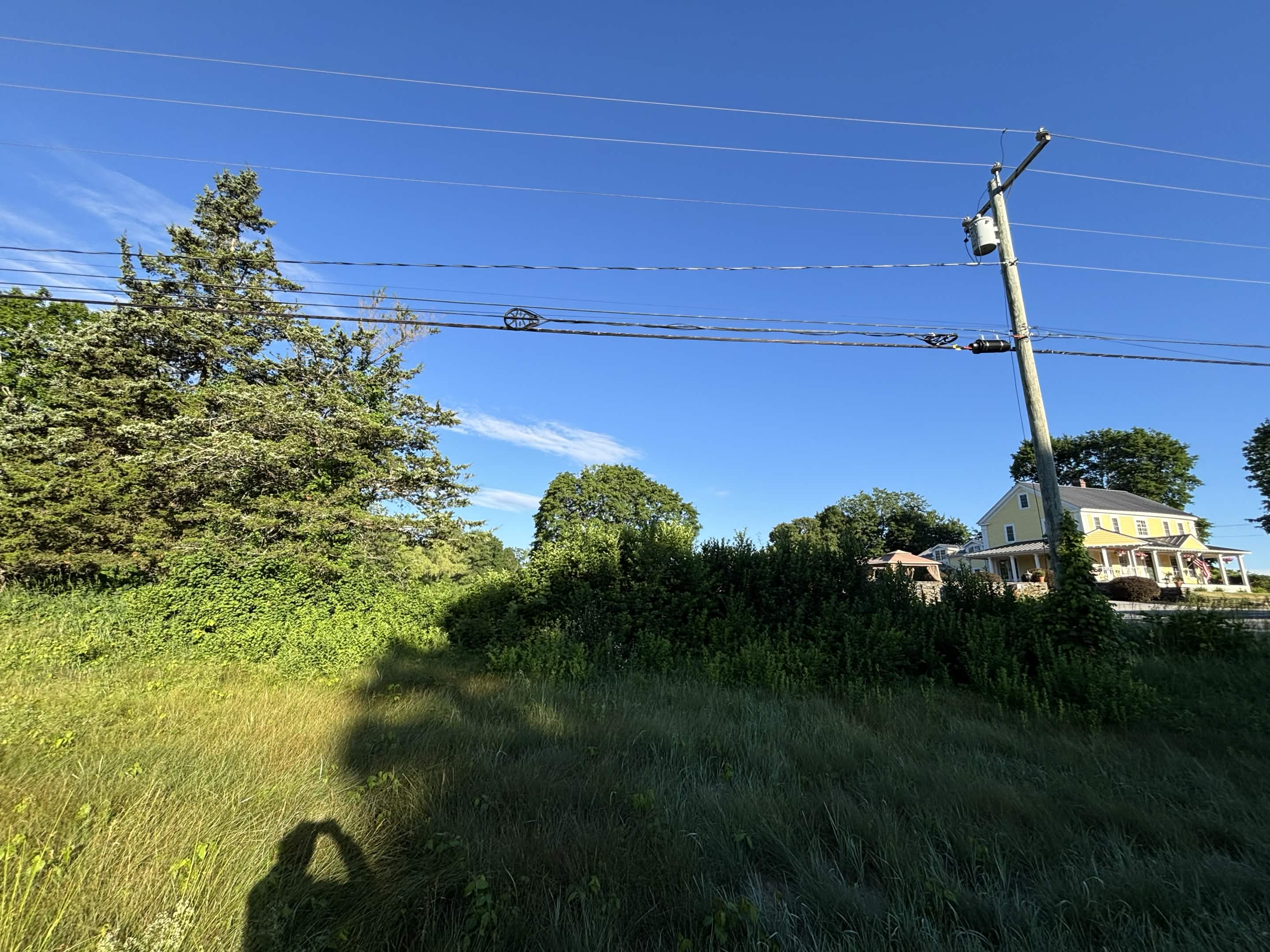 Extensive poison ivy and vegetation growth before cleanup